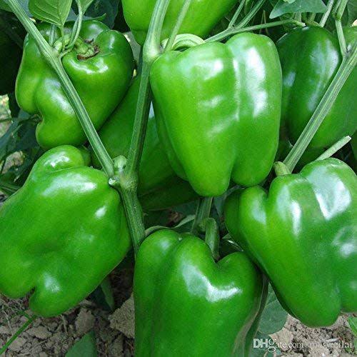 शिमला मिर्च